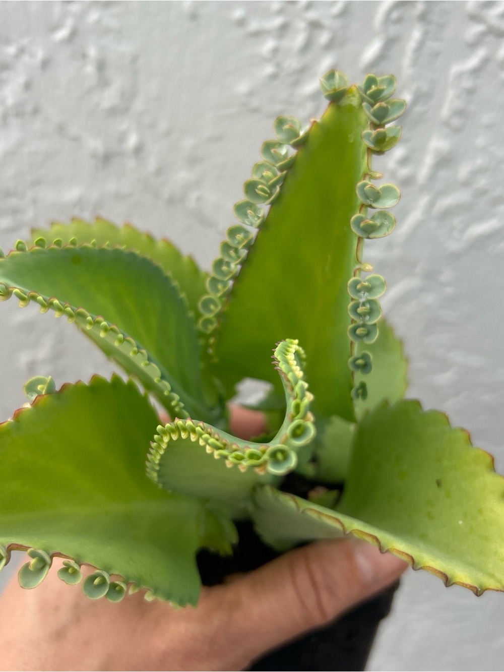 Live Green Kalanchoe Plant for Indoor Habitats